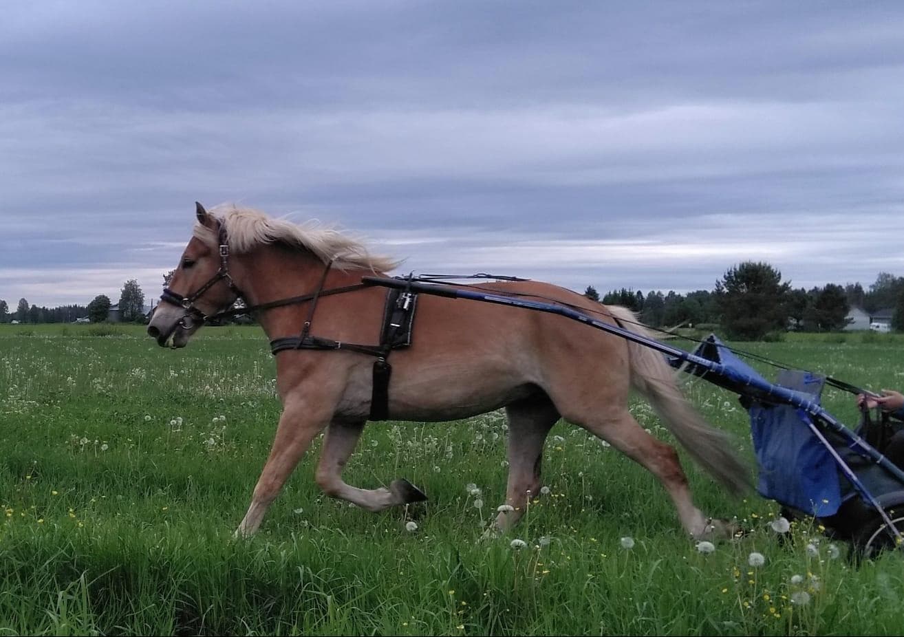 sh-r. Kiperän Liisteri 2014