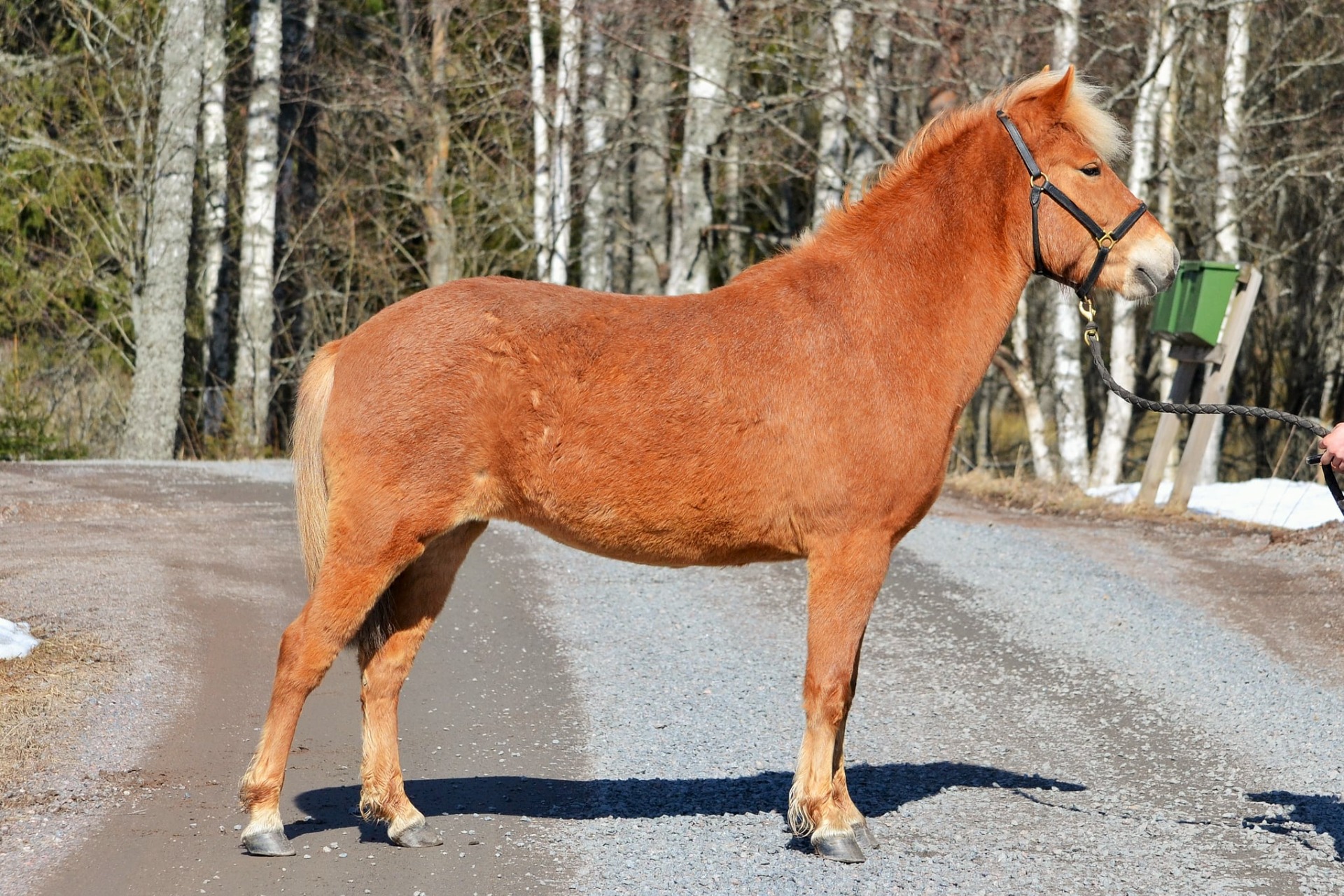 russ-t. Kiperän Gnista 2015