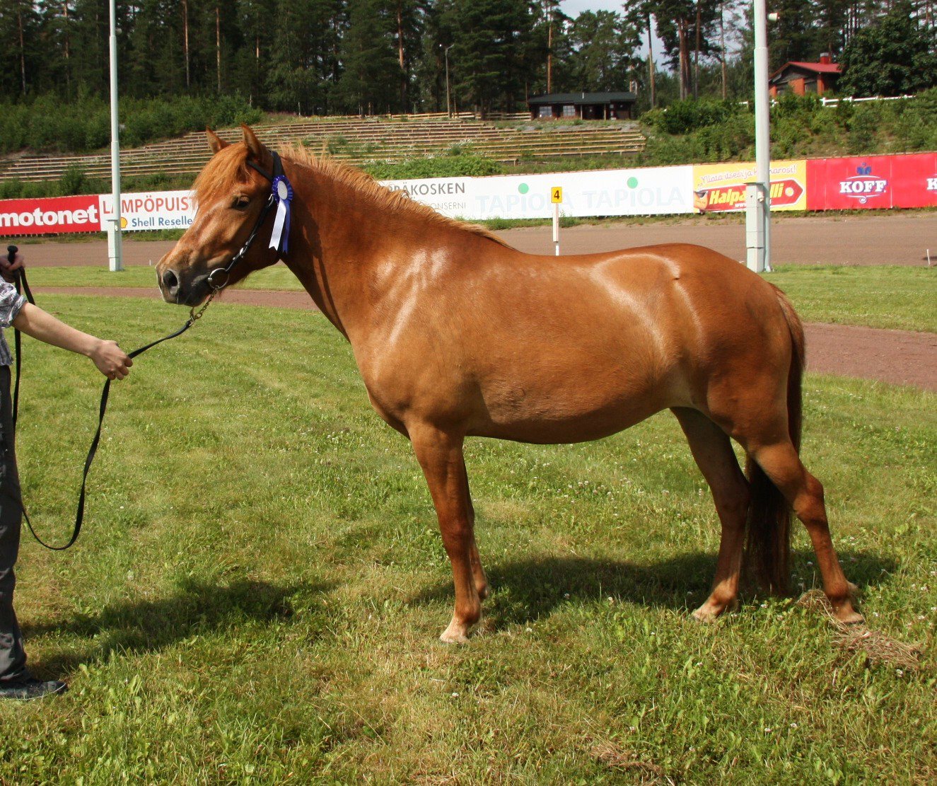 Fiina 3v, 2012